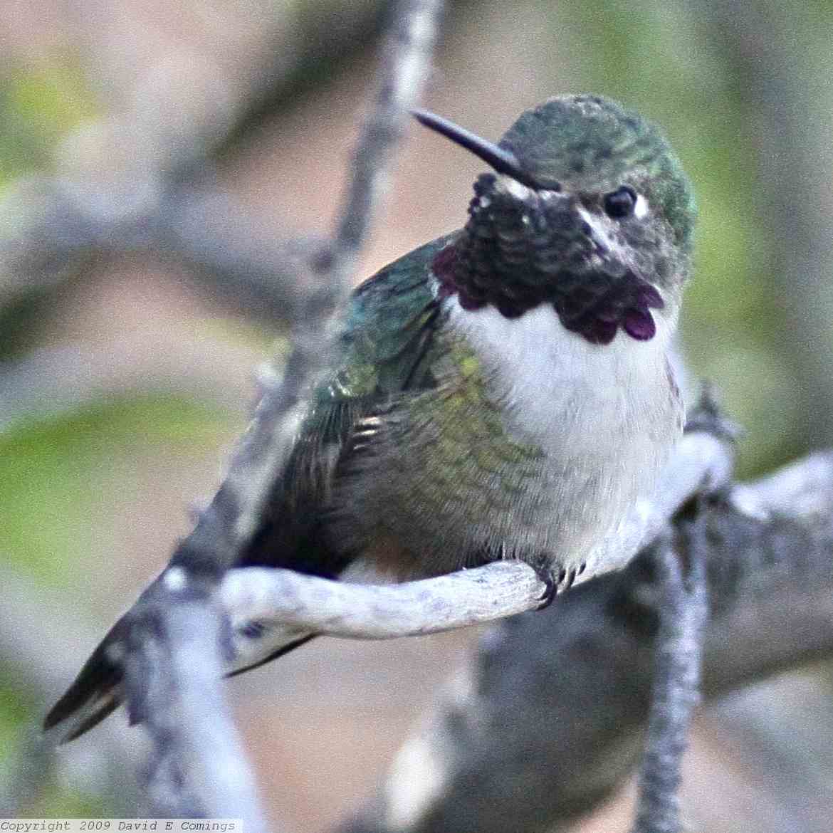 Broad-tailed  Hummingbird 6271.jpg